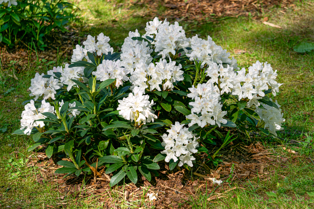 Bílý rododendron - jak zachránit rododendron