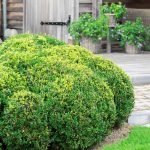 Buxus - Zimostráz stálezelený